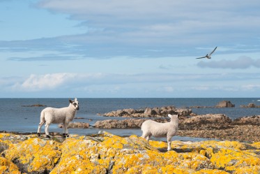 Lambs on the beach. Iona.