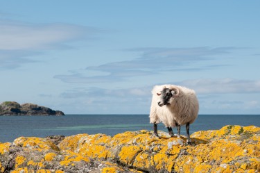 Sheep on the beach. Iona