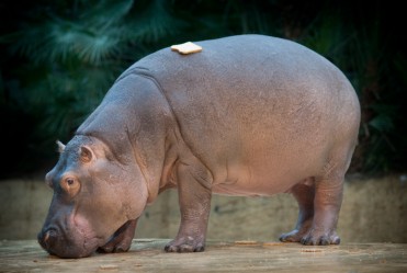 Hippopotamus, bread.
