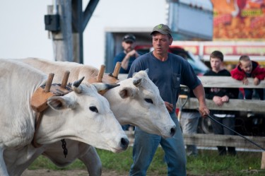 Mike Auddett of Harrington, CT keeps a close eye on his team during the oxen pulls competitions at the Rochester Fair on Thursday.