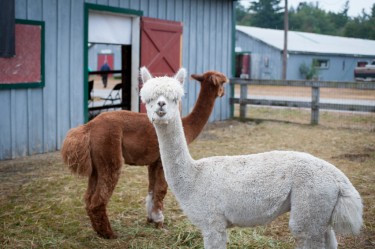 Llamas don't seem to mind the rain at all on Tuesday afternoon at the Rochester Fair.